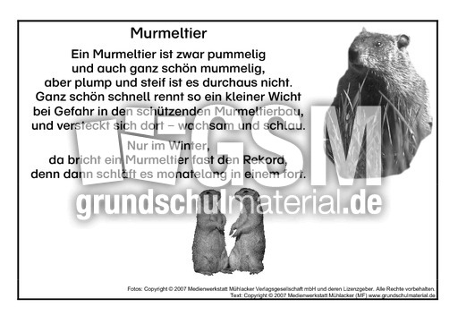 Murmeltier-SW.pdf